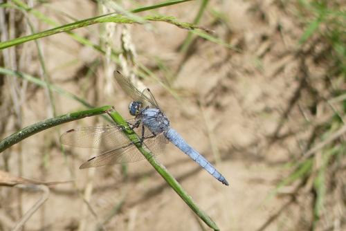 Réf. 233 973 : Orthetrum brunneum